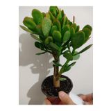 Bonsai Para Çiçeği -Şans Çiçeği -Bereket Çiçeği (Gövdeli Büyük Boy)
