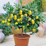 Bonsai Portakal Ağacı Tohumu 2 Adet Tohum