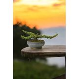 Bonsai Yeşim Ağacı Dekoratif Taş Saksıda