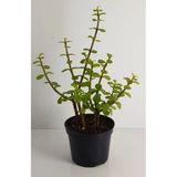 Bonsai Yeşim Ağacı Portulacaria Afra Sukulent 10 cm Saksıda Uzunluk 20-25 cm Arasıdır