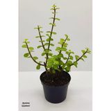 Bonsai Yeşim Ağacı Portulacaria Afra Sukulent 10cm Saksıda Uzunluk 30-35 Cm Arasıdır
