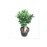 Bonsaii Ficus Microcarpa Bonsai 30-40 cm