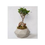 Bonzai Ficus