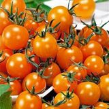 Boothas Gold Nugget Cherry Domates Tohumu 20 Adet + Yetiştirme Saksı + Torf