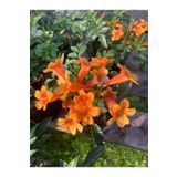 Borazan Çiçeği Turuncu Renk 1 Adet 40-60CM Bahçe Bahçe Balkon Çiçeği (Campsis Radicans)