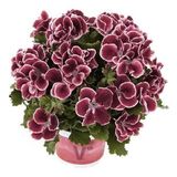 Bordo Ceylan Gözü Sardunya Çiçeği Fidanı 10-20 Cm