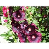 Bordo Hatmi Çiçeği Tohumu 50+ Tohum N11.1506