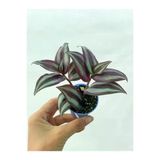 Bordo Kahve Telgraf Çiçeği Fidanı 10-20 Cm