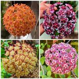 Bordo Yeşil Renkli Mum Çiçeği Fidanı 10-20 Cm