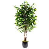 BotaniFicus Siyah Saksıda 110 Cm Yoğun Yapraklı Benjamin Ağacı