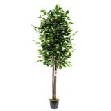 BotaniFicus Siyah Saksıda 150 Cm Yoğun Yapraklı Benjamin Ağacı