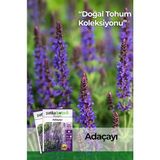 Botanik 50 Adet Adaçayı (Salvia Officinalis) Çiçek Tohumu