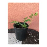 Botanik Market Şifalı Kırlangıç Otu 10-20 Cm