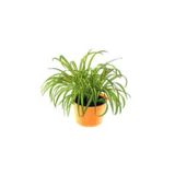 Botanika Kurdele Çiçeği Fidanı 10-20 cm