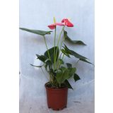 BotanikBahçem Anthurium Andraeanum Red-kırmızı Antoryum Flamingo Çiçeği Iç Mekan