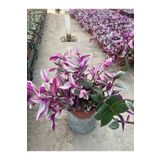 BotanikBahçem Tradescantia Zebrina Telgraf Çiçeği 19 Cm Saksı Çapı