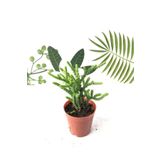 BOULDERCAFE GARDEN Crassula Muscosa Watch Prenses Çamı Sukulent Bitkisi 5.5cm Saksı
