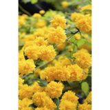 bozdagfidan Kanarya Gülü Çiçeği Fidanı Saksılı (kerria Japonica)