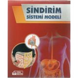 Bozkırlı Kırmızı Sindirim Sistemi Modeli Deney Seti