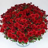 Branroyal Scarlet Kasımpatı Çiçeği Fidesi (1 Adet)
