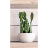 Brasiliopuntia Brasiliensis - Yassı Kaktüs- Kaynana Dili 10-15 Cm 3 Adet Çelik Fidanı 1027853