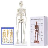 breesky Anatomi için İnsan İskeleti Modeli: Hareketli Kollar ve Bacaklar ile 17" İnsan İskeleti Modeli - Çalışma ve Teşhir için Bilimsel Model