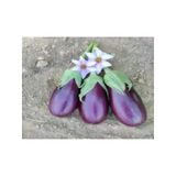 Brexy 10 gr Patlıcan Adana Dolmalık Tohumu