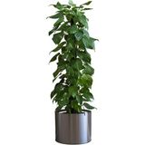 Brf Store Prime Saksı Çiçek Duvar Çıkartması, Iç/dış Mekan Kullanımı, Siyah Renk, 90 cm x 30 cm