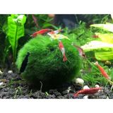 Brf Store Sepetium Hayatist 1 Adet Moss Ball Özelikle Karideslerinizi Bu Yosun Topunu Çok Sevecek 3-4 cm - Siyah