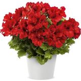 Bright Red Aristo Sardunya Canan Çiçeği Fidesi (1 Adet)