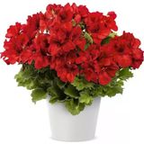 Bright Red Aristo Sardunya Canan Çiçeği Fidesi (1 Fide)