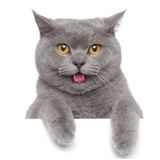 British Shorthair Kedi Araba Oto Sticker Etiket Renkli