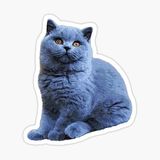 British Shorthair Kedi Araba Oto Sticker Yapıştırma Etiket 17cm Q2