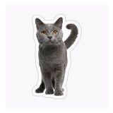 British Shorthair Kedi Araba Oto Sticker Yapıştırma Etiket 17cm Q4
