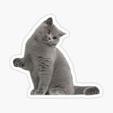 British Shorthair Kedi Araba Oto Sticker Yapıştırma Etiket 17cm Q5