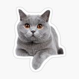 British Shorthair Kedi Araba Oto Sticker Yapıştırma Etiket 17cm Q6