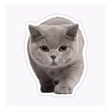 British Shorthair Kedi Araba Oto Sticker Yapıştırma Etiket 17cm Q7