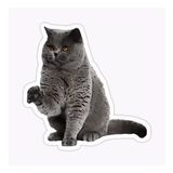 British Shorthair Kedi Araba Oto Sticker Yapıştırma Etiket 17cm Z2