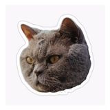 British Shorthair Kedi Araba Oto Sticker Yapıştırma Etiket 17cm Z6