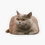 British Shorthair Kedi Araba Oto Sticker Yapıştırma Etiket 17cm Z9