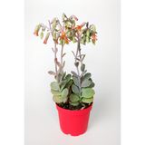 Bryophyllum Fedtschenkoi Kalanchoe Sukulent 8.5 cm Saksıda