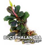 Bucephalandra Leaf Saksı Canlı Bitki - Option-1