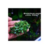 Bucephalandra Mini Coin Saksı Canlı Bitki