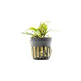 Bucephalandra Velvet Saksı Canlı Bitki