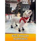 Buddy Store Köpek Ayakkabısı Yumuşak Kaydırmaz Su Geçirmez Taban Fermuarlı & Ayarlanabilir Eğitim Ayakkabısı
