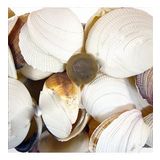 Bug Atan Lıke Codakıa Kiloluk Deniz Kabuğu (1 KG)