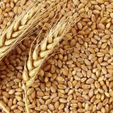 Buğday 1 kg yem tavuk,hindi,güvercin