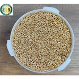 Buğday 3 Kg Tavuk-Güvercin-Kuş İçin Yemlik Kırmızı Buğday