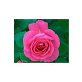 Bulgar Gülü Pembe Çiçeği Fidanı, SRDQ105