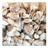 Bulla Ampula Kiloluk Deniz Kabuğu (1 KG)